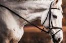 Год Лошади: характеристика и года рождения Женщины рожденные в год огненной лошади