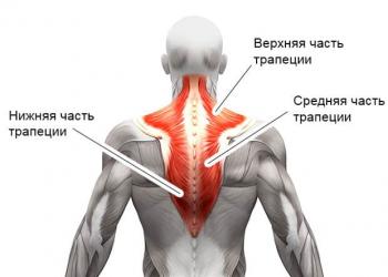 Базовые упражнения тома харди для прокачки трапеции и дельт Трапециевидная мышца спины упражнения с гантелями